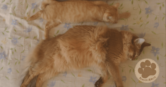 にゃっち＆ノーラ（2015年12月）
