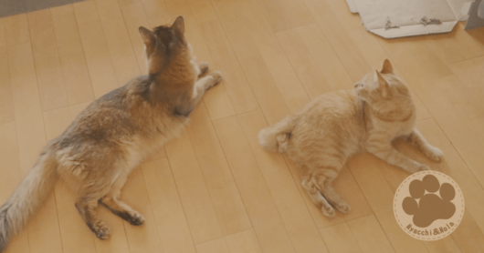 にゃっち＆ノーラ（2018年7月）