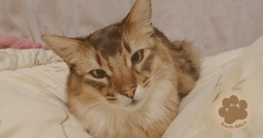 にゃっち（2019年2月）
